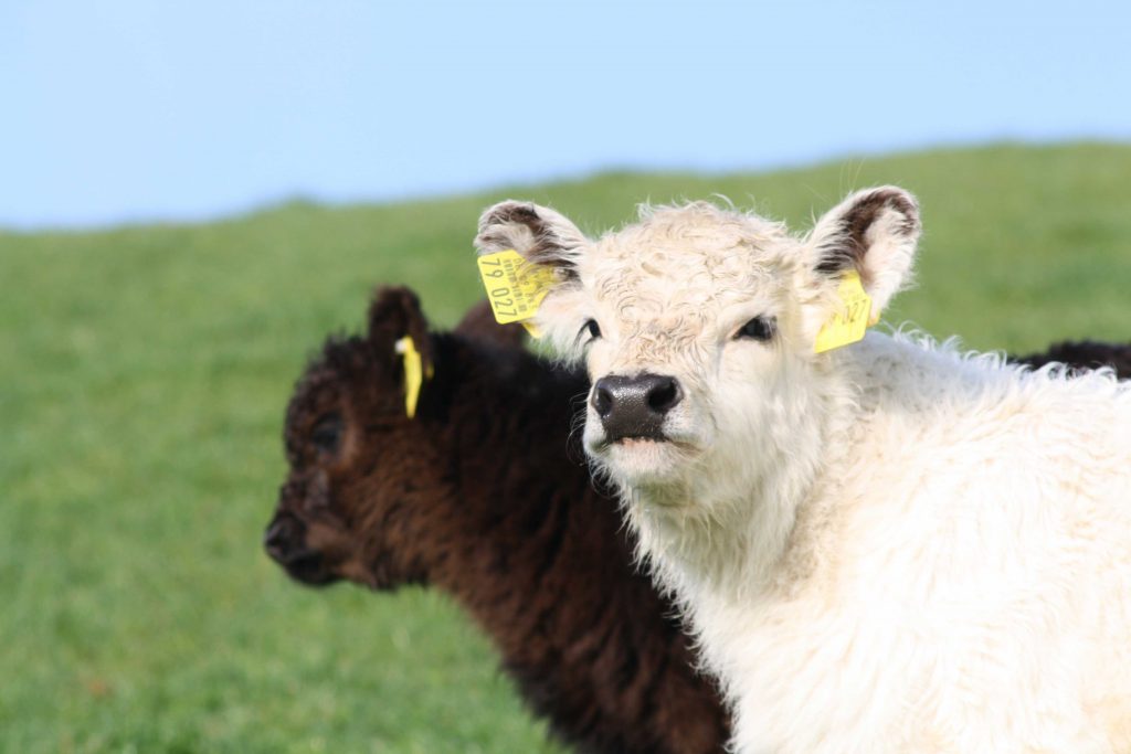 Beweidung mit Galloways