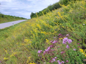 Insektenfreundlicher Straßenrand